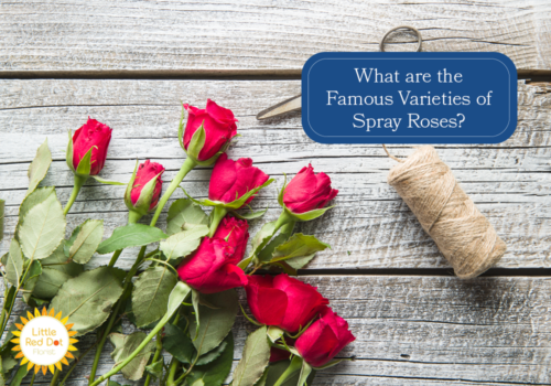 What are the Famous Varieties of Spray Roses H2 1000 x 700 What are the Famous Varieties of Spray Roses H2 1000 x 700
