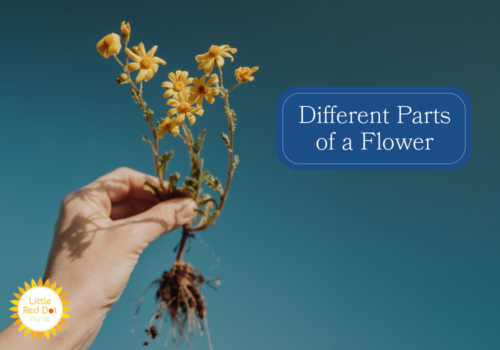 What are the different parts of Flower What are the different parts of Flower