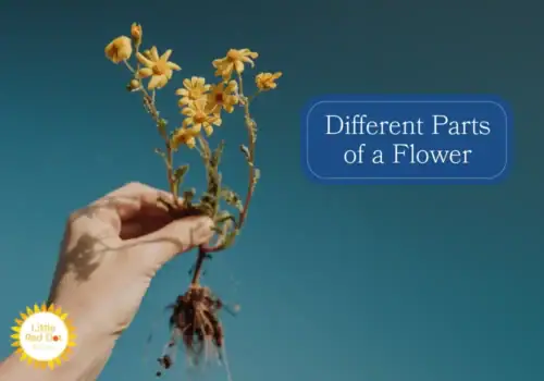 What are the different parts of Flower What are the different parts of Flower