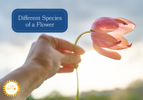 What are the different species of Flower What are the different species of Flower