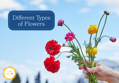 What are the different types of flowers Different types of flowers