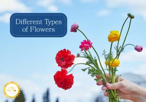 What are the different types of flowers Different types of flowers