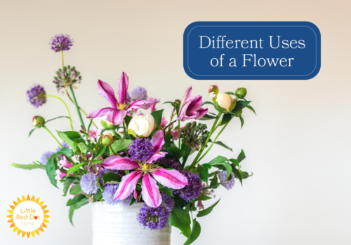 What are the different uses of a Flower H2 1000 x 700 Different uses of a Flower