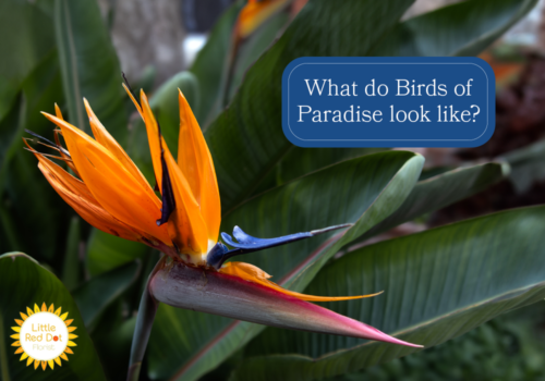 What do Birds of Paradise look like H2 1000 x 700