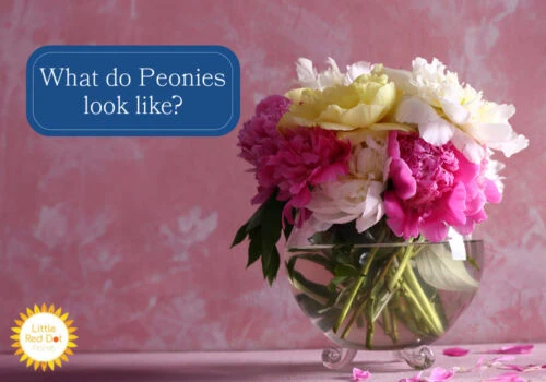 What do Peonies look like H2 1000 x 700 What do Peonies look like H2 1000 x 700