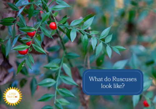 What do Ruscuses look like H2 1000 x 700 What do Ruscuses look like H2 1000 x 700