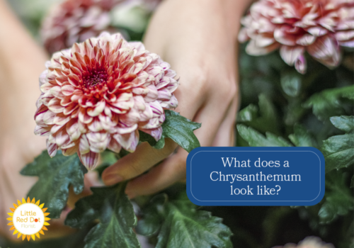 What does a Chrysanthemum look like H2 1000 x 700 What does a Chrysanthemum look like H2 1000 x 700