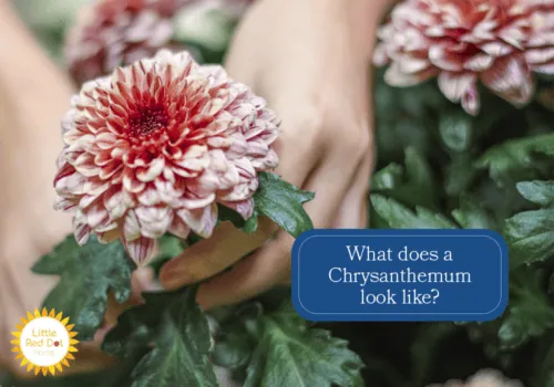 What does a Chrysanthemum look like H2 1000 x 700 What does a Chrysanthemum look like H2 1000 x 700