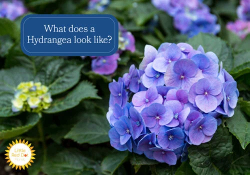 What does a Hydrangea look like H2 1000 x 700 What does a Hydrangea look like H2 1000 x 700