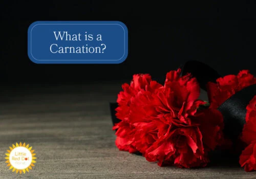 What is a Carnation H2 1000 x 700 (1) What is a Carnation H2 1000 x 700 (1)