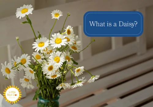 What is a Daisy H2 1000 x 700 What is a Daisy H2 1000 x 700