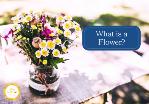 What is a Flower H2 1000 x 700 What is a Flower