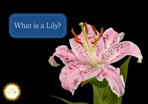 What is a Lily What is a Lily