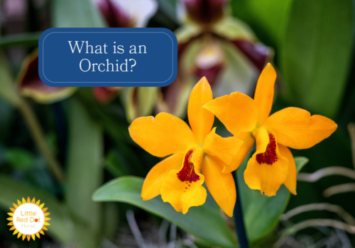 What is an Orchid H2 1000 x 700 What is an Orchid H2 1000 x 700