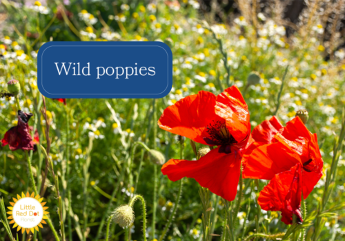 Wild poppies Wild poppies
