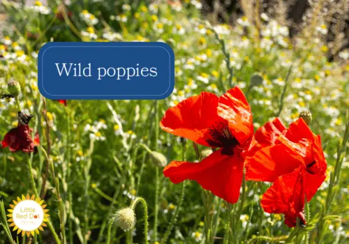 Wild poppies Wild poppies