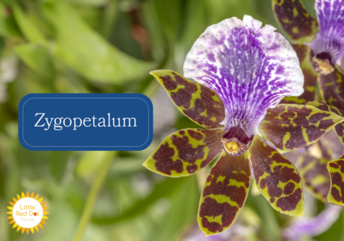Zygopetalum Inline 1000 x 700 Zygopetalum Inline 1000 x 700