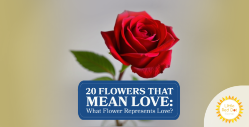 20 Flowers That Mean Love What Flower Represents Love 20 Flowers That Mean Love What Flower Represents Love