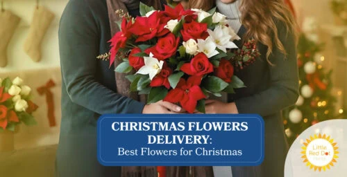 Christmas Flowers Delivery Best Flowers for Christmas Christmas Flowers Delivery Best Flowers for Christmas