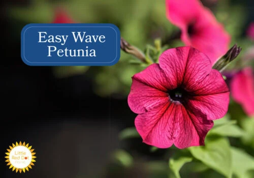 Easy Wave Petunia Easy Wave Petunia