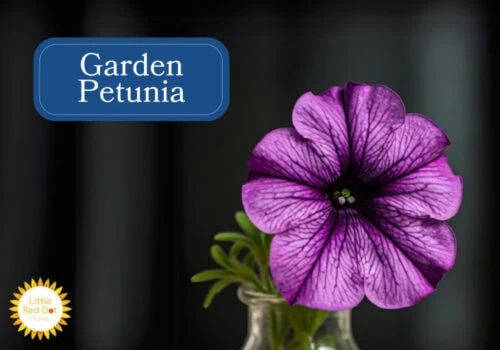 Garden Petunia Garden Petunia