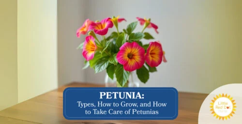 Petunia Types How to Grow and How to Take Care of Petunias Petunia Types How to Grow and How to Take Care of Petunias