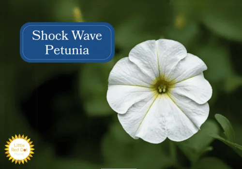 Shock Wave Petunia Shock Wave Petunia