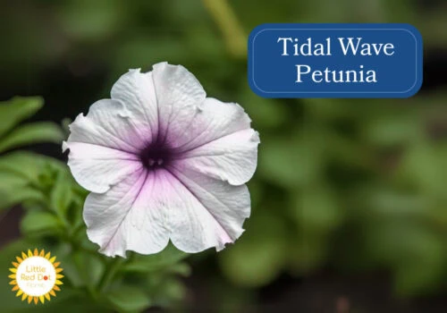 Tidal Wave Petunia Tidal Wave Petunia