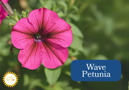 Wave Petunia Wave Petunia