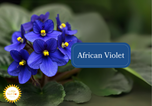 African Violet Inline 1000 x 700 African Violet Inline 1000 x 700