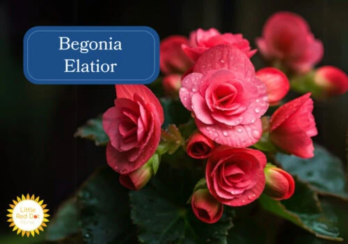 Begonia Elatior Begonia Elatior
