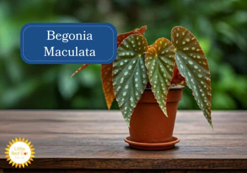 Begonia Maculata Begonia Maculata