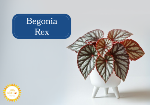 Begonia Rex Begonia Rex