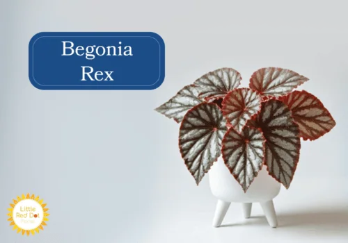 Begonia Rex Begonia Rex
