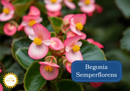 Begonia Semperflorens Begonia Semperflorens