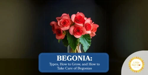 Begonia Types How to Grow and How to Take Care of Begonias Begonia Types How to Grow and How to Take Care of Begonias