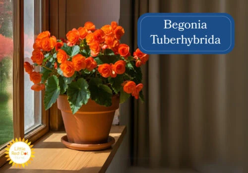 Begonia tuberhybrida Begonia tuberhybrida