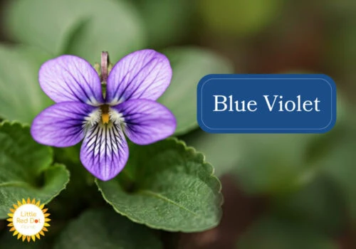 Blue Violet Inline 1000 x 700 Blue Violet Inline 1000 x 700