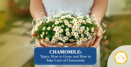 Chamomile Types How to Grow and How to Take Care of Chamomile Headline 1640 x 840 Chamomile Types How to Grow and How to Take Care of Chamomile Headline 1640 x 840