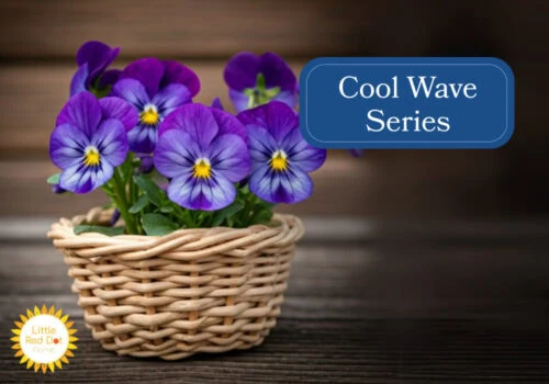 Cool Wave Series Inline 1000 x 700 Cool Wave Series Inline 1000 x 700