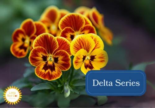 Delta Series Inline 1000 x 700 Delta Series Inline 1000 x 700