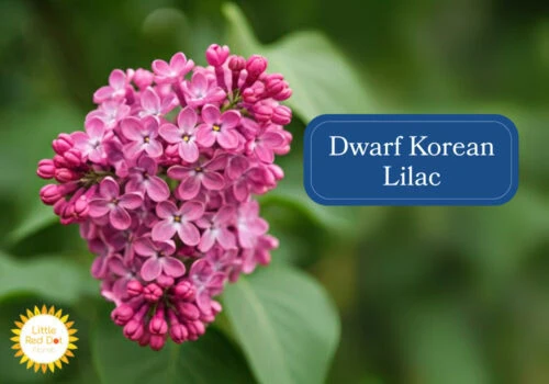 Dwarf Korean Lilac 1000 x 700 Dwarf Korean Lilac 1000 x 700
