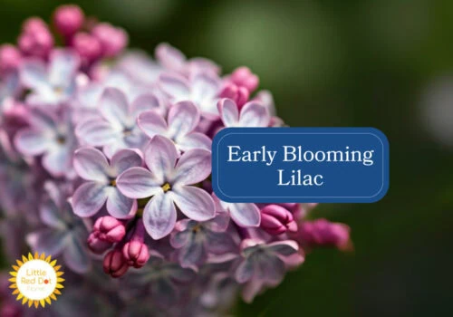 Early Blooming Lilac Inline 1000 x 700 Early Blooming Lilac Inline 1000 x 700