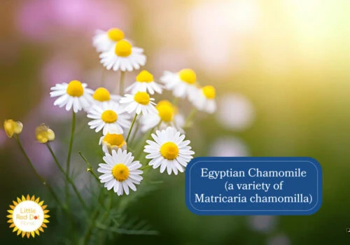 Egyptian Chamomile (a variety of Matricaria chamomilla) Inline 1000 x 700 Egyptian Chamomile (a variety of Matricaria chamomilla) Inline 1000 x 700