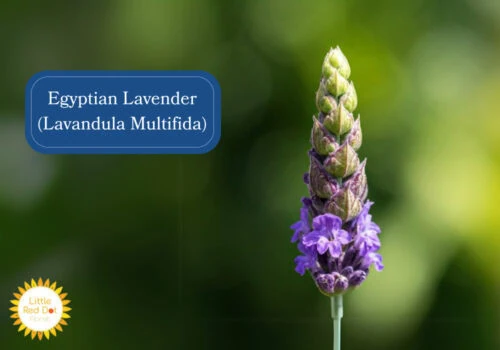 Egyptian Lavender (Lavandula Multifida) Inline 1000 x 700 Egyptian Lavender (Lavandula Multifida) Inline 1000 x 700