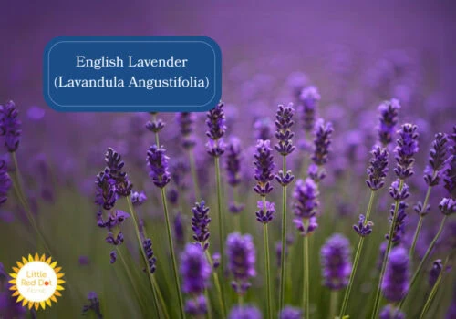 English Lavender (Lavandula Angustifolia) Inline 1000 x 700 English Lavender (Lavandula Angustifolia) Inline 1000 x 700
