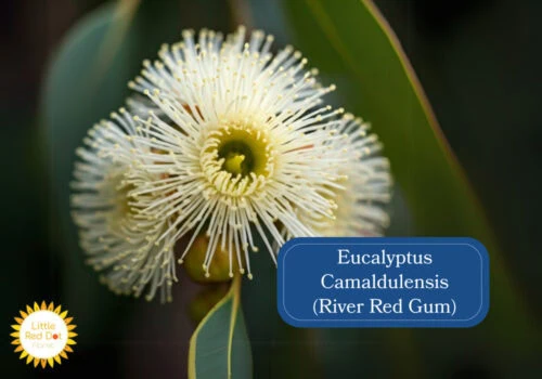 Eucalyptus Camaldulensis (River Red Gum) 1000 x 700 Eucalyptus Camaldulensis (River Red Gum) 1000 x 700