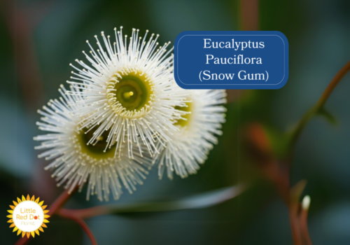 Eucalyptus Pauciflora (Snow Gum) 1000 x 700 Eucalyptus Pauciflora (Snow Gum) 1000 x 700