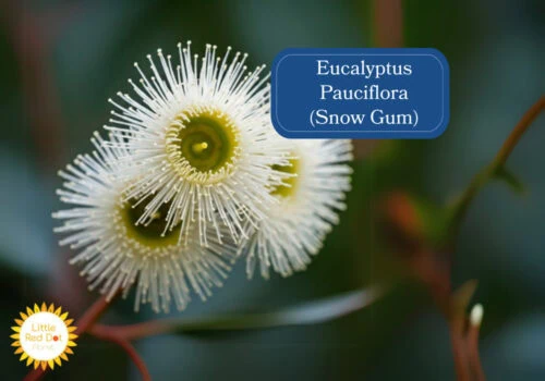 Eucalyptus Pauciflora (Snow Gum) 1000 x 700 Eucalyptus Pauciflora (Snow Gum) 1000 x 700