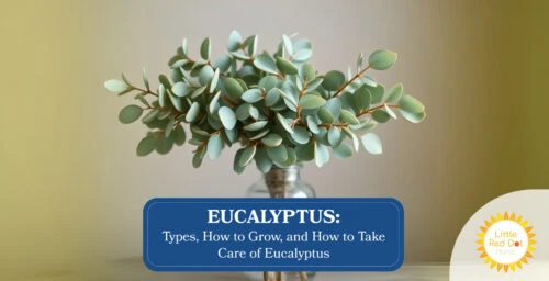 Eucalyptus Types How to Grow and How to Take Care of Eucalyptus Eucalyptus Types How to Grow and How to Take Care of Eucalyptus